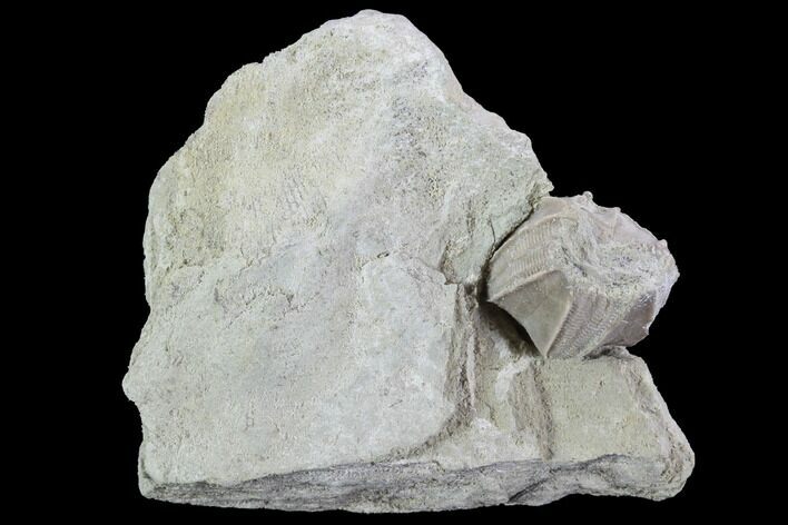Blastoid (Pentremites) Fossil - Illinois #92221